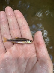 Notropis lutipinnis