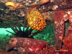 Cleidopus gloriamaris