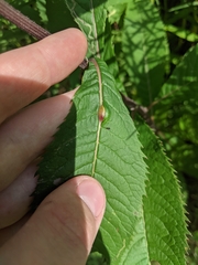 Neolasioptera vernoniae