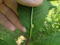 Neolasioptera vernoniae