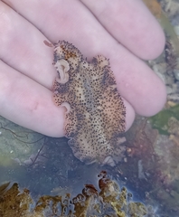 Thysanozoon brocchii