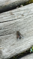 Hybomitra bimaculata