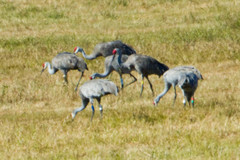 Antigone canadensis pulla