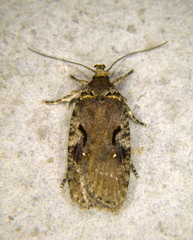 Agonopterix hyperella