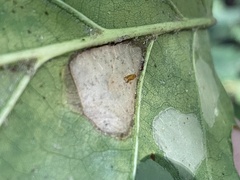 Phyllonorycter basistrigella