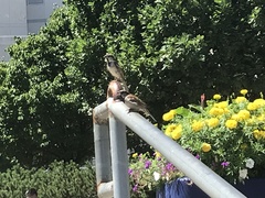 Passer domesticus