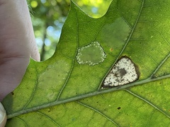 Phyllonorycter basistrigella