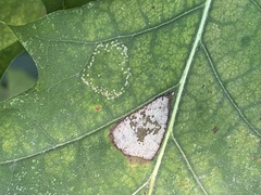 Phyllonorycter basistrigella