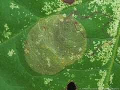 Phyllonorycter lucetiella