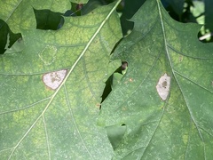 Phyllonorycter basistrigella