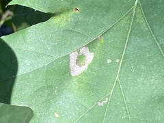 Phyllonorycter basistrigella