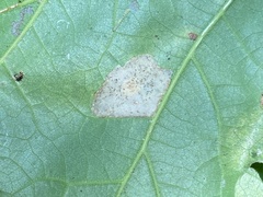 Phyllonorycter basistrigella