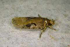 Agonopterix hyperella
