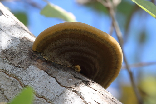 iNaturalist observation photo of Shaggy Bracket