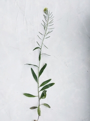 Erysimum cheiranthoides