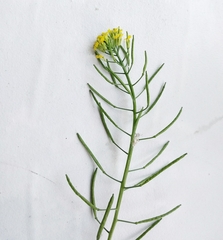 Erysimum cheiranthoides