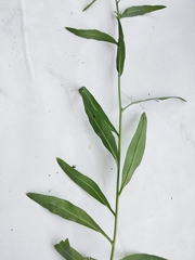 Erysimum cheiranthoides