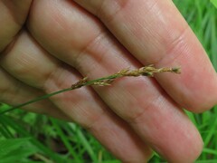 Carex elongata