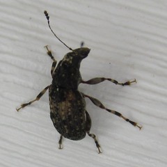 Piesocorynus plagifer
