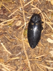 Buprestis cupressi