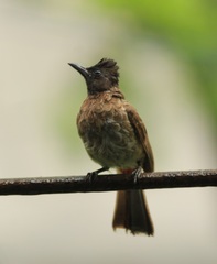 Pycnonotus cafer