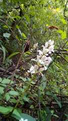 Govenia liliacea