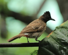 Pycnonotus cafer