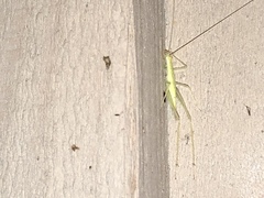 Oecanthus exclamationis