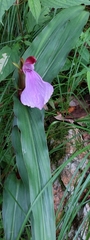 Roscoea