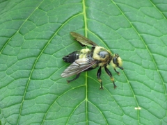 Laphria grossa