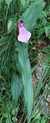 Roscoea