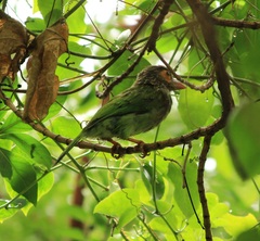 Psilopogon zeylanicus