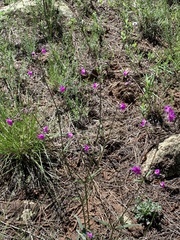 Mirabilis linearis decipiens