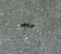 Gryllotalpa orientalis