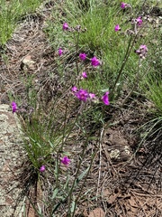 Mirabilis linearis decipiens