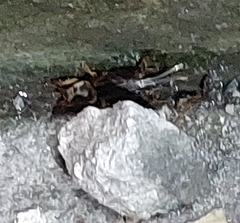 Gryllotalpa orientalis