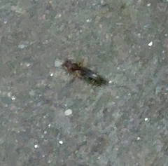 Gryllotalpa orientalis