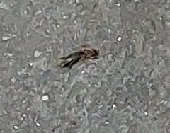 Gryllotalpa orientalis