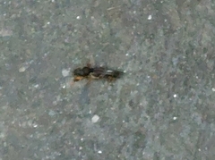 Gryllotalpa orientalis