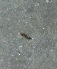 Gryllotalpa orientalis