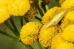 Oecanthus nigricornis