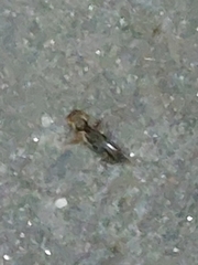 Gryllotalpa orientalis