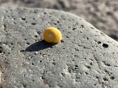 Littorina obtusata