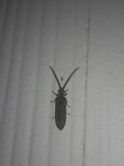 Tenomerga cinerea