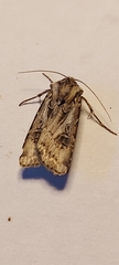 Agrotis vestigialis