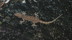 Hemidactylus