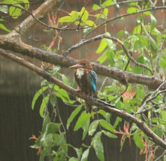 Halcyon smyrnensis