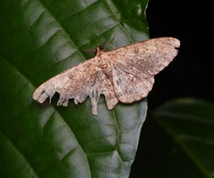 Racotis boarmiaria