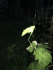 Amblycorypha oblongifolia