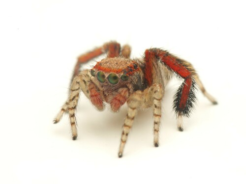 Beardfooted spider
